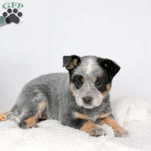 Mable, Blue Heeler – Australian Cattle Dog Puppy