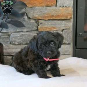 Mable, Yorkie Mix Puppy