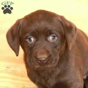 Mable, Chocolate Labrador Retriever Puppy