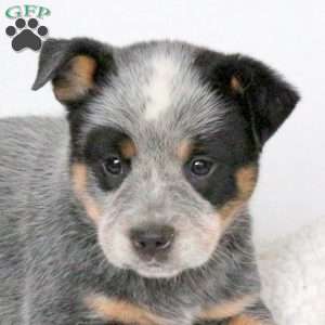 Mable, Blue Heeler – Australian Cattle Dog Puppy