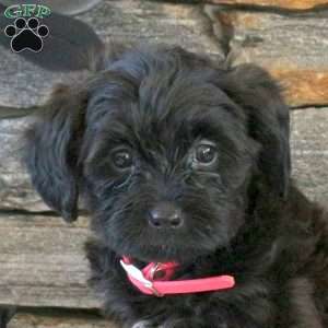 Mable, Yorkie Mix Puppy