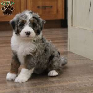 Macey, Mini Bernedoodle Puppy