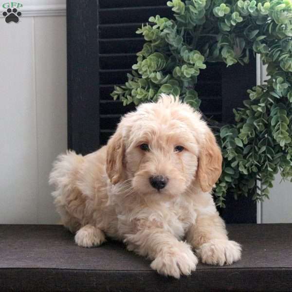 Mack, Mini Labradoodle Puppy