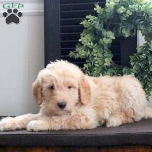 Mack, Mini Labradoodle Puppy
