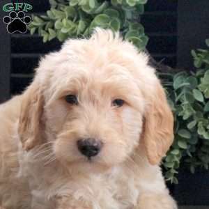Mack, Mini Labradoodle Puppy
