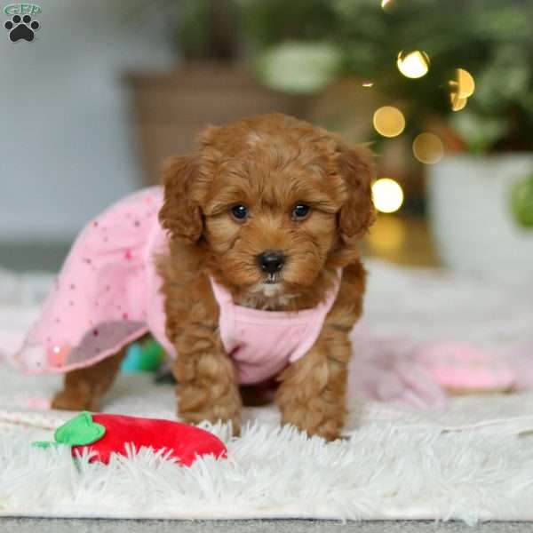 Maggie, Cavapoo Puppy