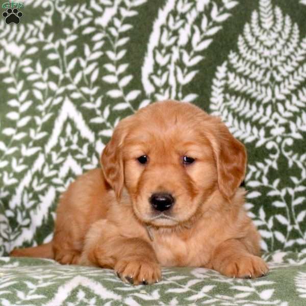 Magnolia, Golden Retriever Puppy