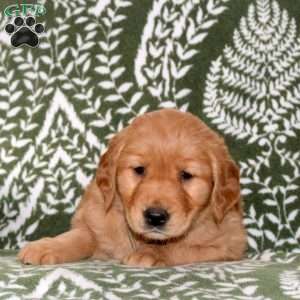 Magnolia, Golden Retriever Puppy