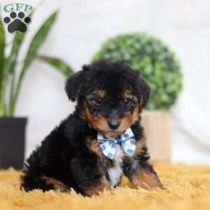 Magnus, Yorkie Poo Puppy