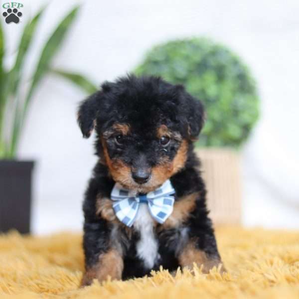 Magnus, Yorkie Poo Puppy