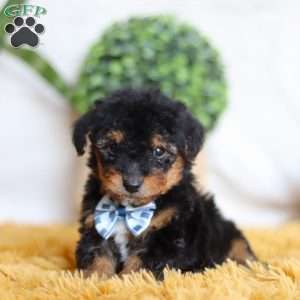 Magnus, Yorkie Poo Puppy