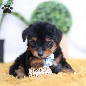 Magnus, Yorkie Poo Puppy