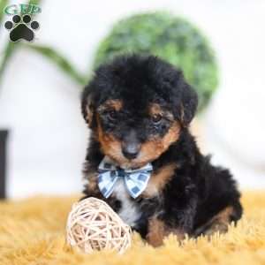 Magnus, Yorkie Poo Puppy
