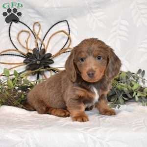 Major, Dachshund Puppy