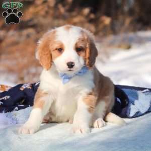 Malcolm, Mini Bernedoodle Puppy