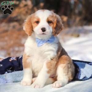 Malcolm, Mini Bernedoodle Puppy