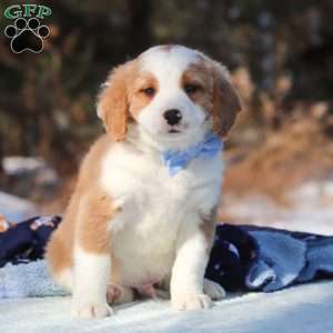 Malcolm, Mini Bernedoodle Puppy