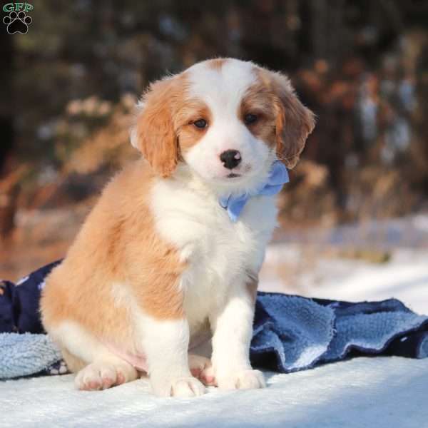 Malcolm, Mini Bernedoodle Puppy