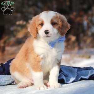 Malcolm, Mini Bernedoodle Puppy