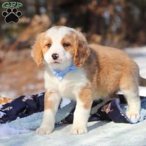 Malcolm, Mini Bernedoodle Puppy