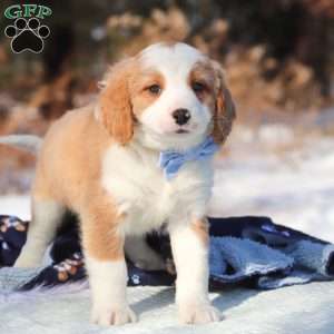 Malcolm, Mini Bernedoodle Puppy