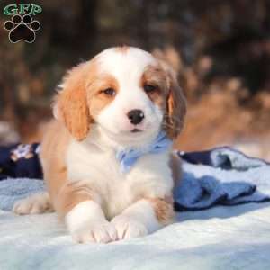 Malcolm, Mini Bernedoodle Puppy