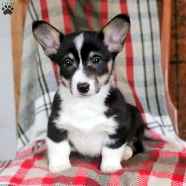 Malcolm, Pembroke Welsh Corgi Puppy
