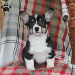 Malcolm, Pembroke Welsh Corgi Puppy