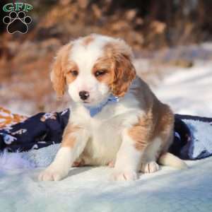 Malcolm, Mini Bernedoodle Puppy