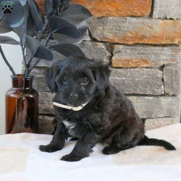 Mandy, Yorkie Mix Puppy