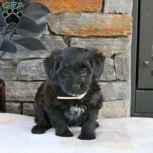 Mandy, Yorkie Mix Puppy