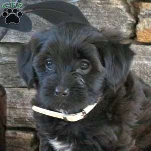 Mandy, Yorkie Mix Puppy