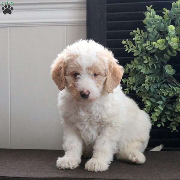 Manny, Mini Labradoodle Puppy