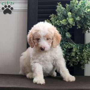 Manny, Mini Labradoodle Puppy