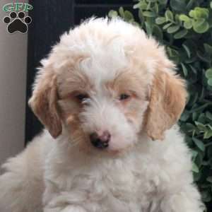 Manny, Mini Labradoodle Puppy