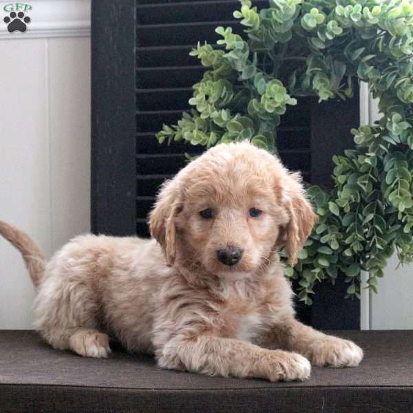 Marble, Mini Labradoodle Puppy