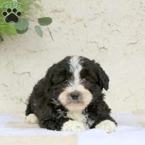 Marble, Bernedoodle Puppy