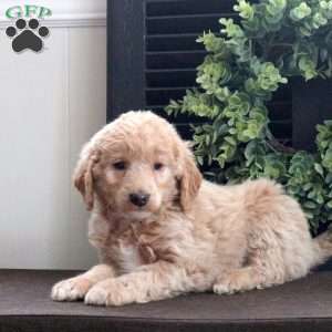 Marble, Mini Labradoodle Puppy