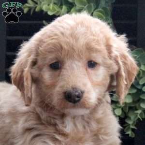 Marble, Mini Labradoodle Puppy