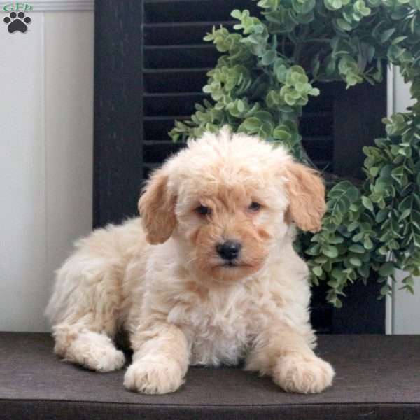 March, Mini Labradoodle Puppy