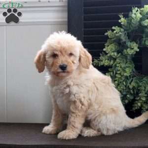 March, Mini Labradoodle Puppy