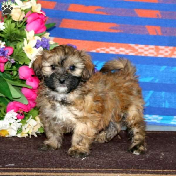 Marcus, Shih-Poo Puppy