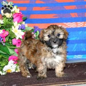 Marcus, Shih-Poo Puppy