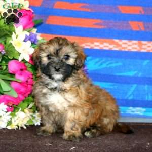 Marcus, Shih-Poo Puppy