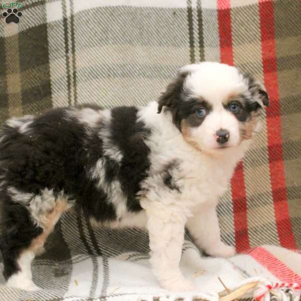 Margot, Miniature Australian Shepherd Puppy