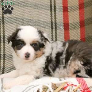 Margot, Miniature Australian Shepherd Puppy