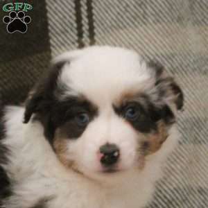 Margot, Miniature Australian Shepherd Puppy