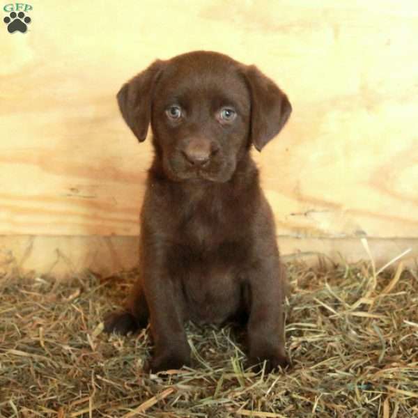 Maria, Chocolate Labrador Retriever Puppy