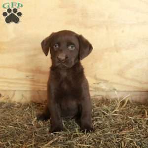Maria, Chocolate Labrador Retriever Puppy