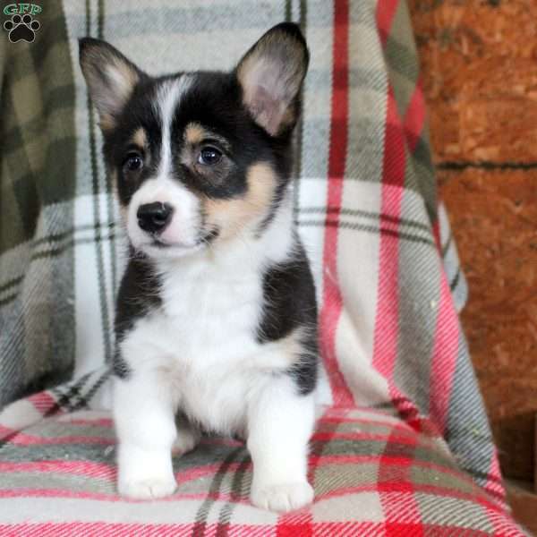 Marilyn, Pembroke Welsh Corgi Puppy